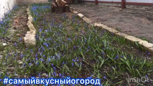 Первоцветы на #самыйвкусныйогород