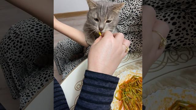 Кошечка ест черемшу (хьонг)