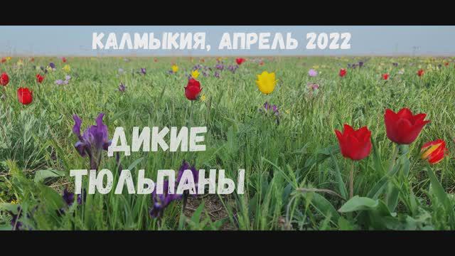 2022 апрель. Камыкия, дикие тюльпаны