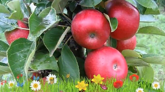 Яблоня колоновидная Московское ожерелье ? Обзор: посадка и уход. крупномеры: описание и особенности