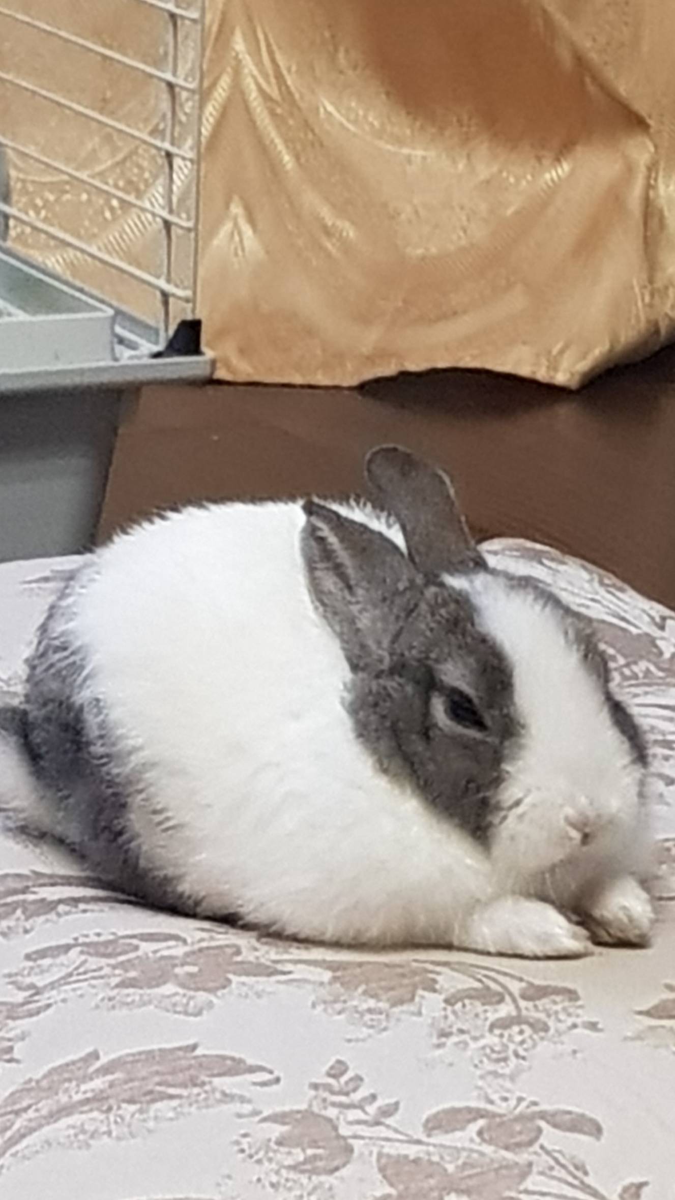 Cute rabbit enjoying life