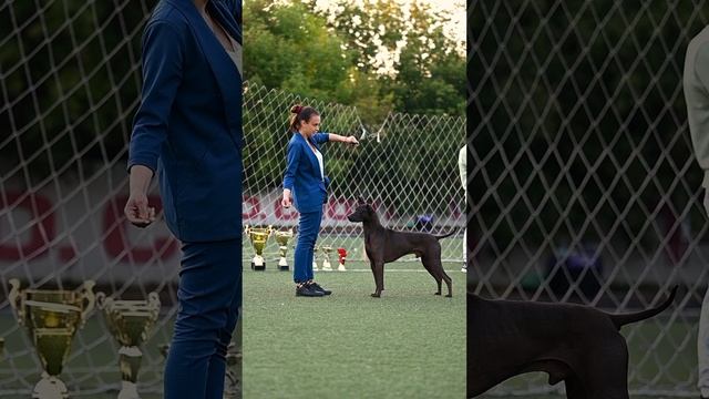 Thai ridgeback black color Nellirel Unite ?BIS?