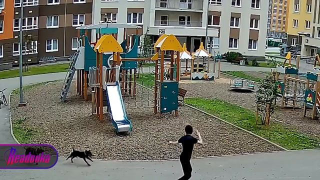 Хозяйка двух бойцовских собак тренирует их на детской площадке — испугавшийся животных ребёнок забра