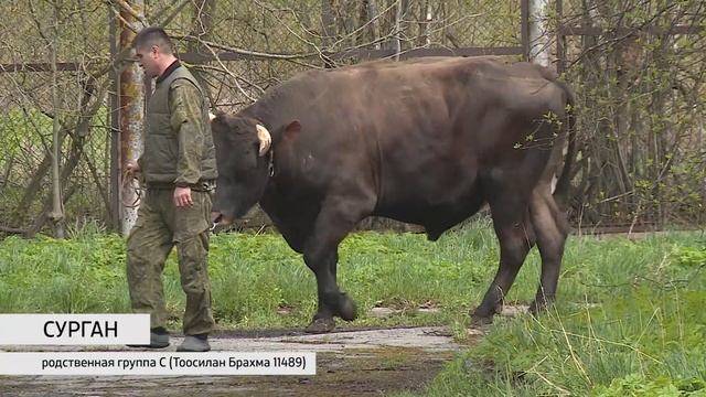 Сурган