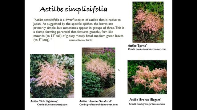 Astounding Astilbe
