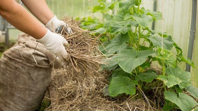 Огурцы цветут, а плодов нет ? Пустоцветы на огурцах