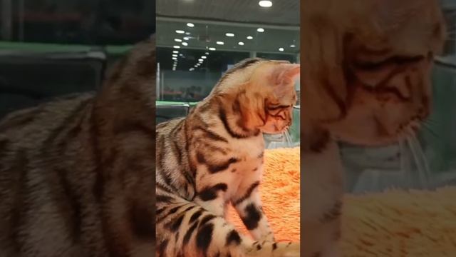 эти забавные котята