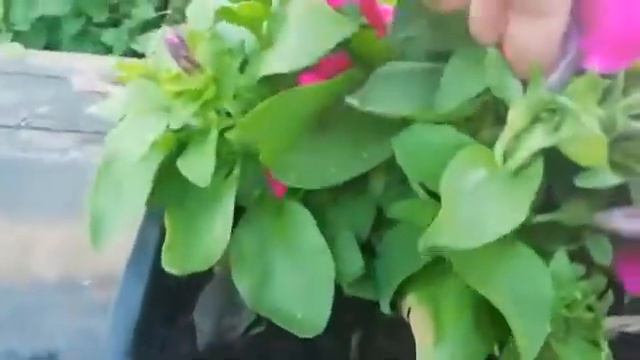 Петунии. Как получить пышное цветение