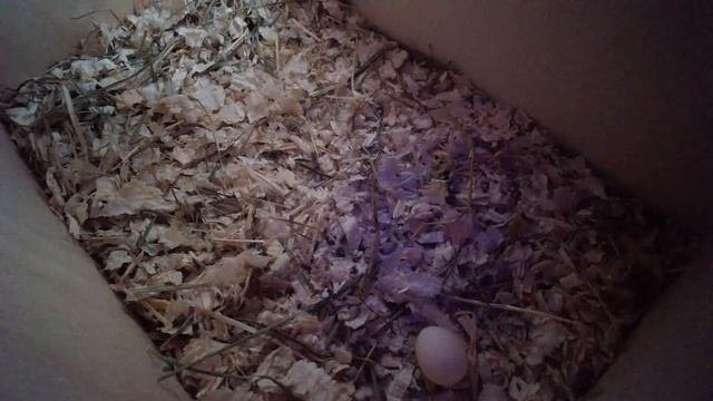 Самка волнистого попугайчика высиживает яйцо. A female budgie is hatching an egg.