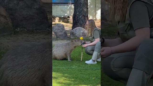 🥰Капибара из Московского зоопарка дала лапу🥰