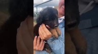 12 крошечных щенят все ещё ищут дом
