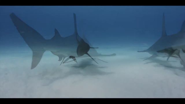 Great hammerheads of Bimini (Music by Anze Iglicar)