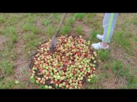 Падалицу яблок компостирую для ягодных кустарников. Мульчирую картофель