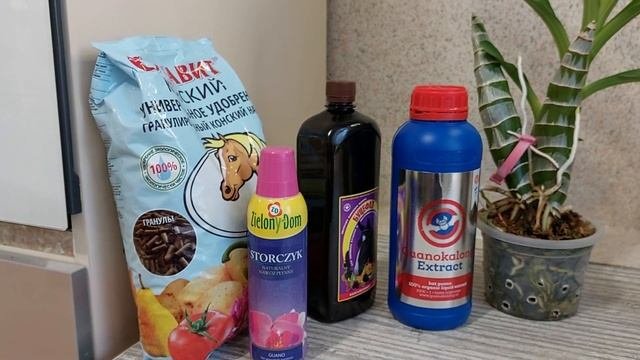 Правда или миф? Орхидеи не могут усваивать органику! Катасетум или орхидея морковка.