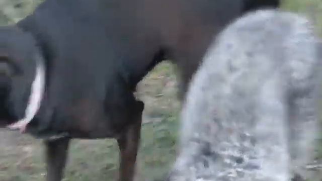 Horn Dogs