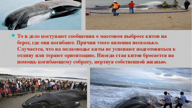 День защиты морских млекопитающих (Козловская СБ)