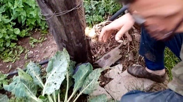 Подвязка лука на зимнее хранение