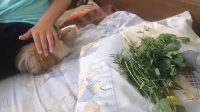🙀 #питомцы Новые жильцы в нашем доме/ малыши свиненыши