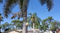Our Point of View on EGO Power+ Pole Saw Attachments From Amazon