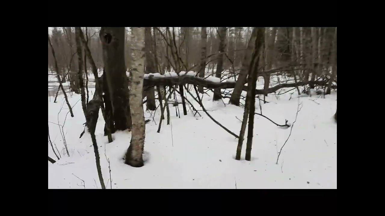 Гулянка по лесу.
