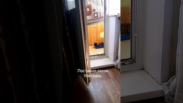 завёл кошку