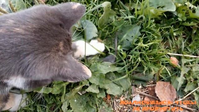 Как усыпить курицу за минуту. #КозлоПес. #МанюняМышеловка. "Мое Подворье"
