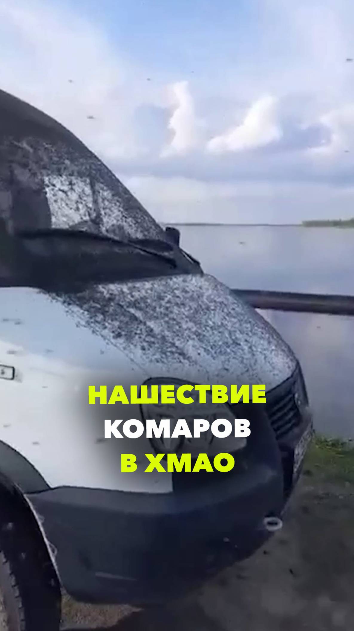 Жуть из ХМАО: тысячи комаров и мошек облепили «Соболь» под Нижневартовском