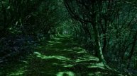 Звуки , шум ночного леса , музыка леса .Для быстрого и глубакого сна.Медетация сна .