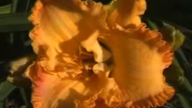 Лилейник daylily ROMANCING SUMMER