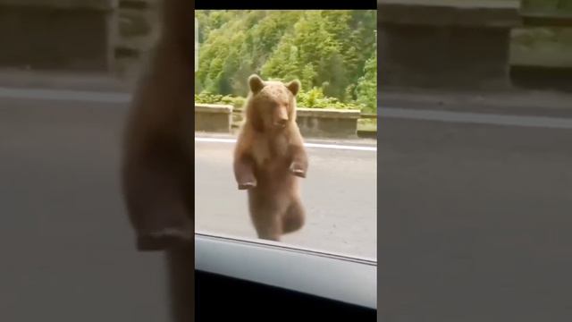 Медведь на подтанцовке