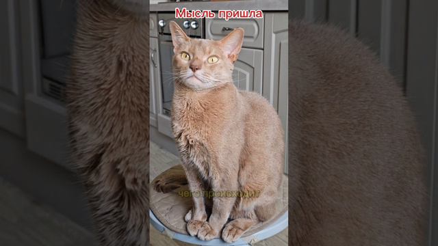 Мысли котика в выходные #кот #мысльдня #философия