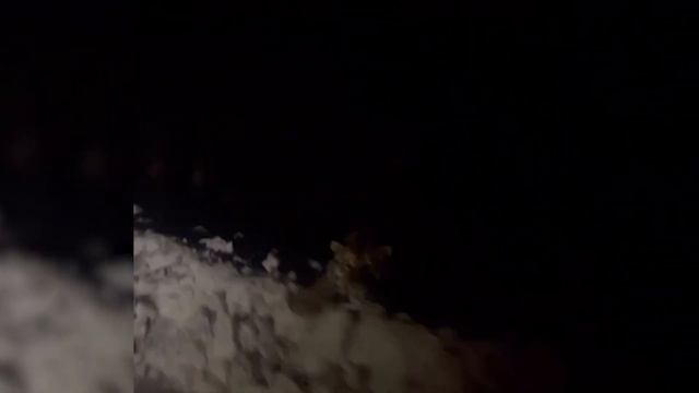 На дороге Фокино-Душкино заметил тигра.