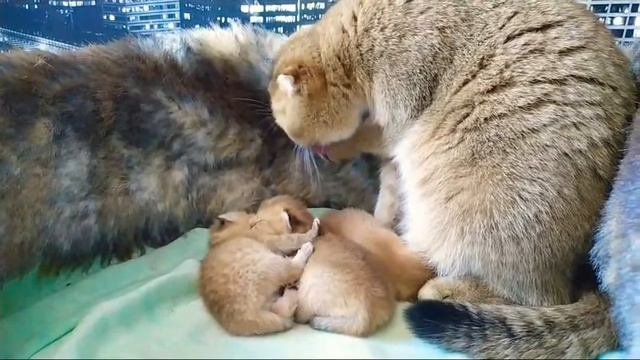 Аппетит у Мамы Кошки после Родов . 7 день