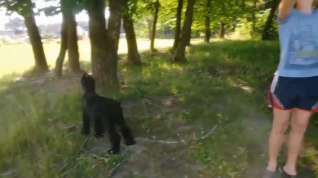 Собираем липовый цвет для Чая! Живём в Деревне.