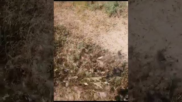 На Волгоград идет орда саранчи: фермеры снимают видео