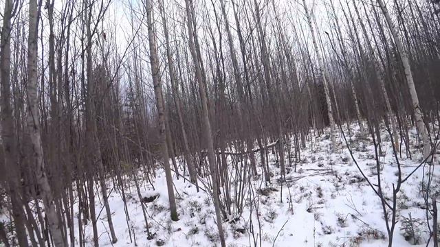 ОХОТА НА ЗАЙЦА С РУССКОЙ ПЕГОЙ ГОНЧЕЙ.