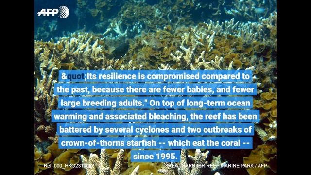 Great Barrier Reef has lost half of its corals over past 25 years: Study