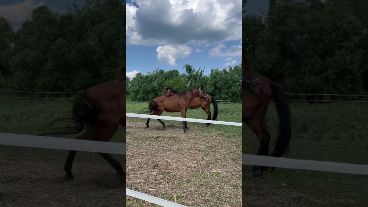 Ровена отдыхает #animals #horse #лошади #конюшня #животные #деревня