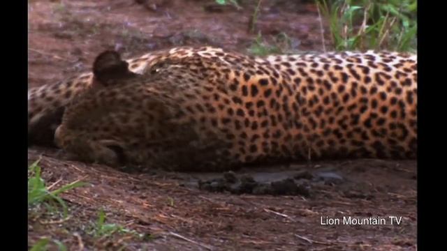 ?? Leopard Showdown! Two Big Cats Battle for Territory! ?