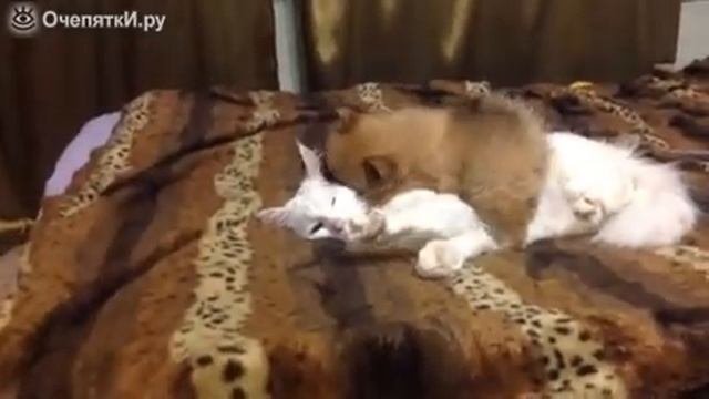 Смешной щенок и терпеливый кот