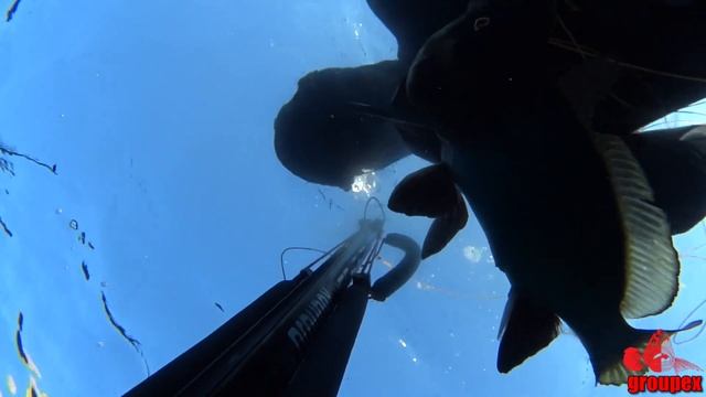 Ρηχό Ψαροτούφεκο με Πολύσπαστο Όπλο /Shallow Spearfing with invert roller in Greece