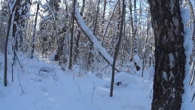охота с русскими гончими на зайца .08. 01.22