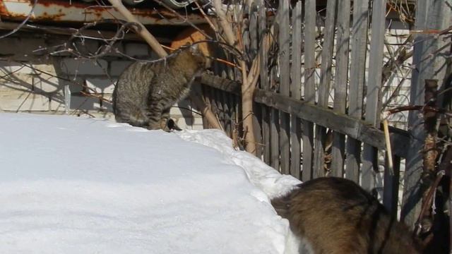 Серого Папу окружили Кошки 