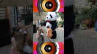День рождения в стиле Panda Party Феодосия