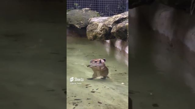 Маленькая капибара учиться ходить💗