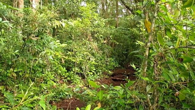 Rafael Vargas: Shredding Monteverde