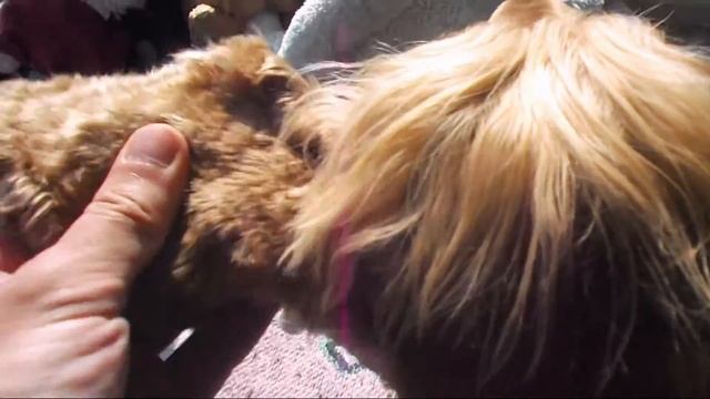 Кокер спаниель РЫЧИТ / English cocker spaniel GETS ANGRY