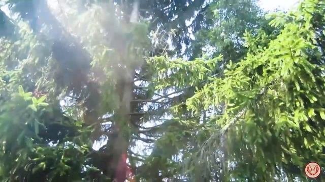 Начинать ловить рои ловушками без рамок. Нацелиться на большое количество ловушек ловимрои