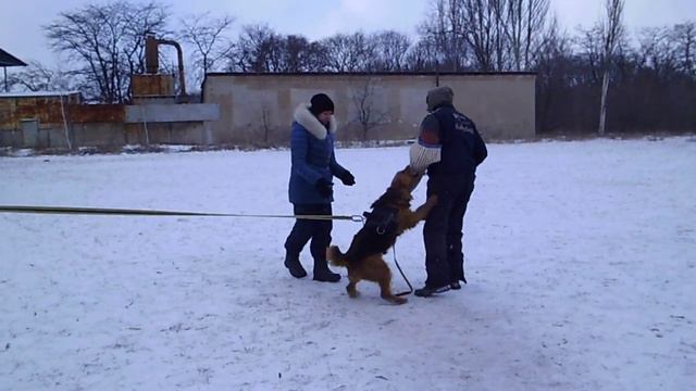 Горловка . Лена и эрдельтерьер Сильвана . тренинг по защите 14,02,21