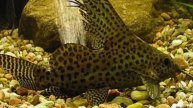 Synodontis Catfish Identification